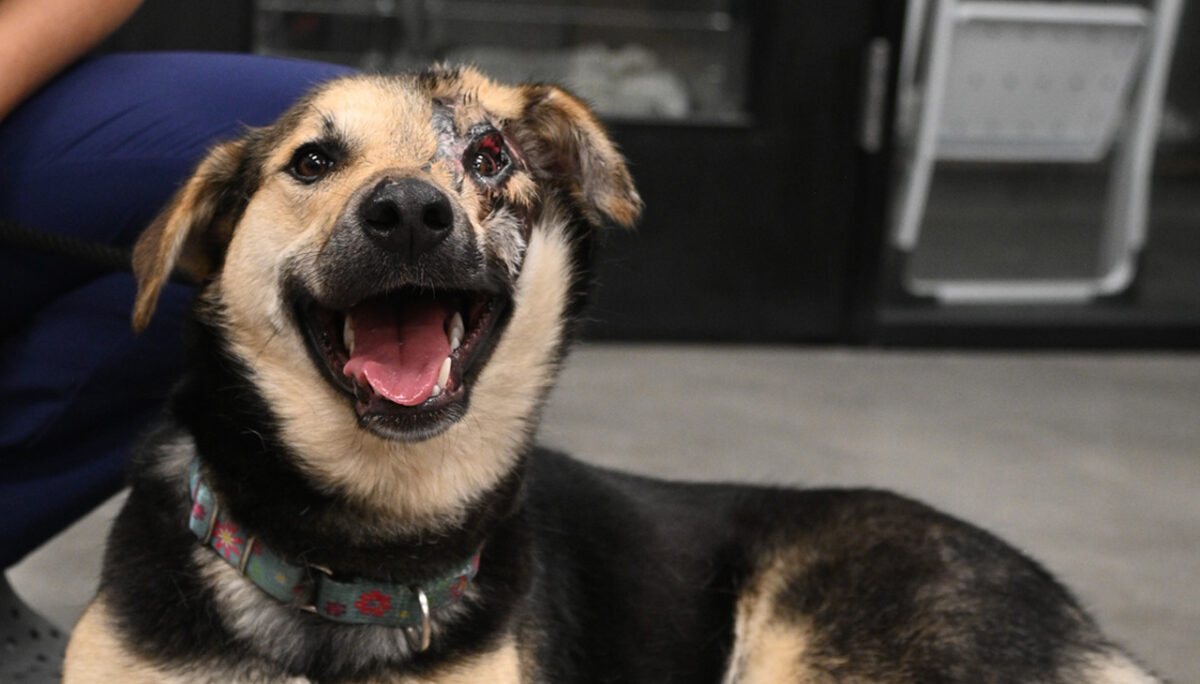NextImg:Rescued Dog from Iran to Undergo Eyelid Surgery in San Diego