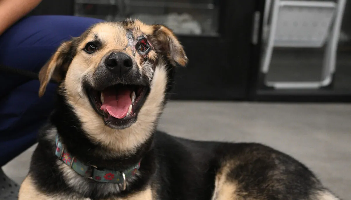 Omid, a rescued dog from Iran, is seen smiling to the camera at the Helen Woodward Animal Center in Rancho Santa Fe, Calif. (Courtesy of Helen Woodward Animal Center)