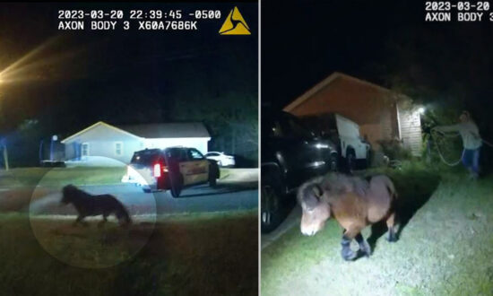 Bodycam Footage Shows Mini Pony ‘Suspect’ Fleeing Police Before Getting Own Adorable Mugshot