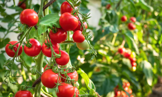The Art of Companion Planting, Part 2: Vegetables and Herbs