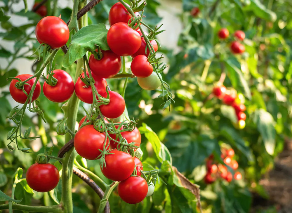 Tomato plants pair well with herbs, particularly basil and thyme.(Digihelion/Shutterstock)