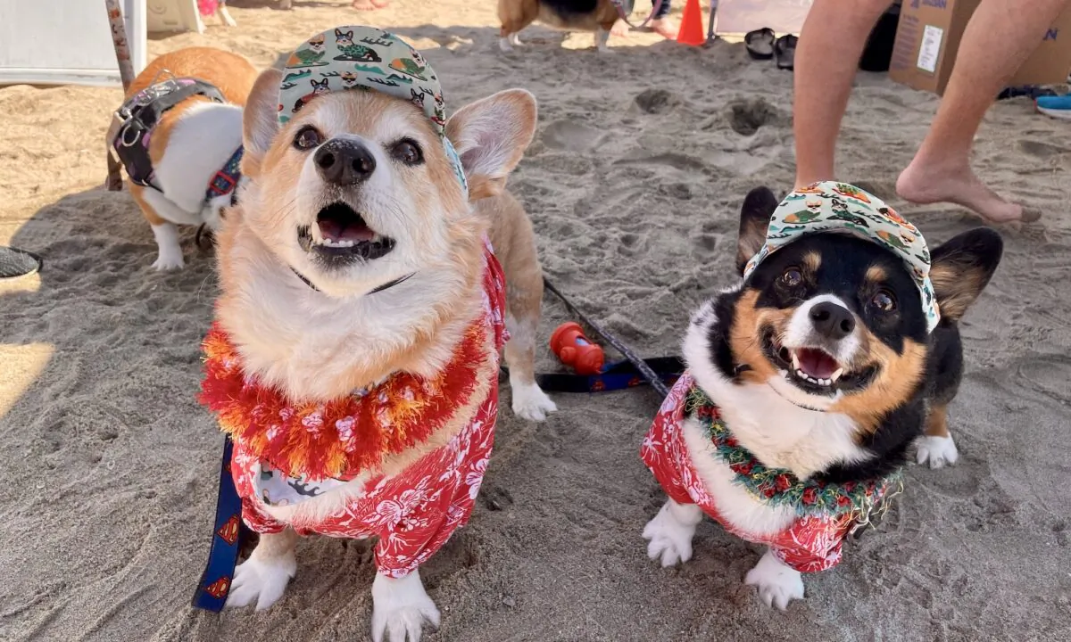 Dog lovers and corgis crowded the sands of Huntington Beach, Calif., on April 1, 2023, to celebrate the 11th annual Corgi Beach Day. (Carol Cassis/The Epoch Times)