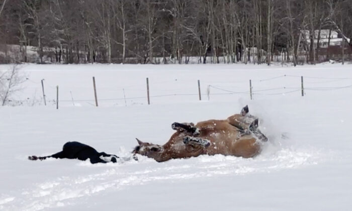 VIDEO: Horse Makes Snow Angels With Her Owner 'Like We Did as Kids,' and See How She Enjoys It