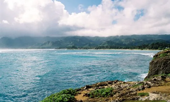 How You Can Go Shark Cage Diving Off Oahu’s North Shore