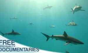 Surrounded by Sharks: Close-Up of the Prehistoric Hunters