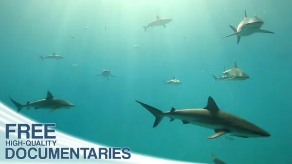 Surrounded by Sharks: Close-Up of the Prehistoric Hunters