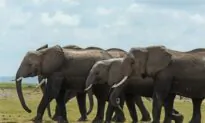 African Elephants Use Unique Body Odour to Communicate, Research Shows