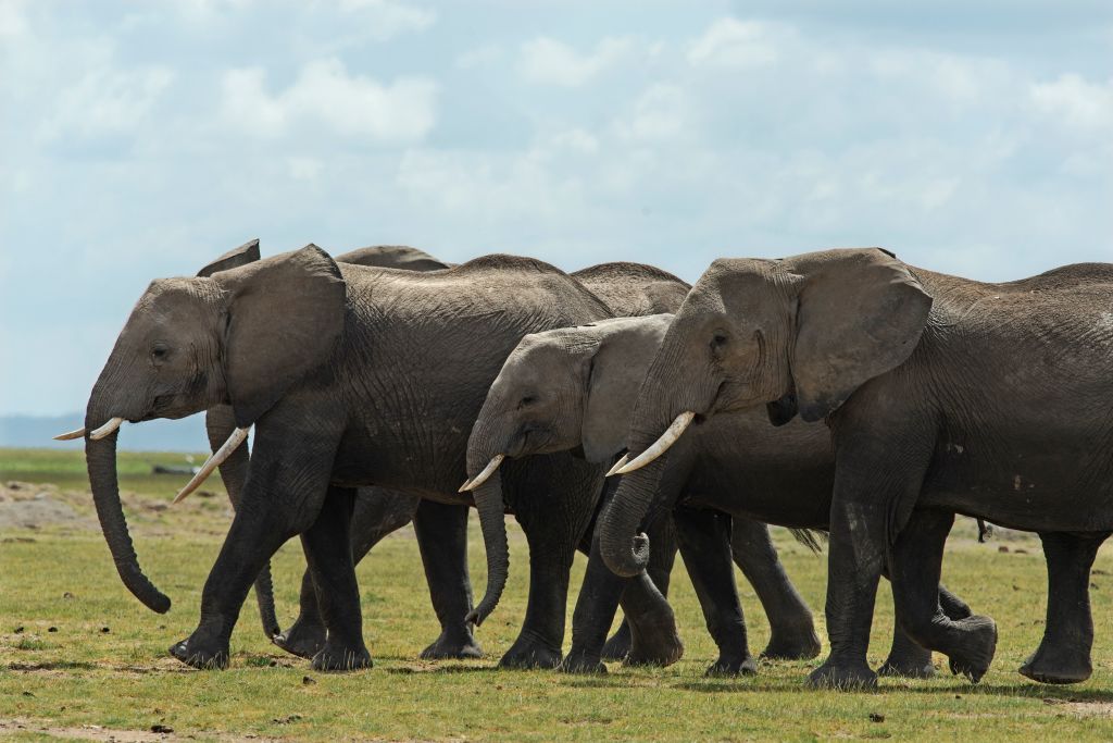 NextImg:African Elephants Use Unique Body Odour to Communicate, Research Shows