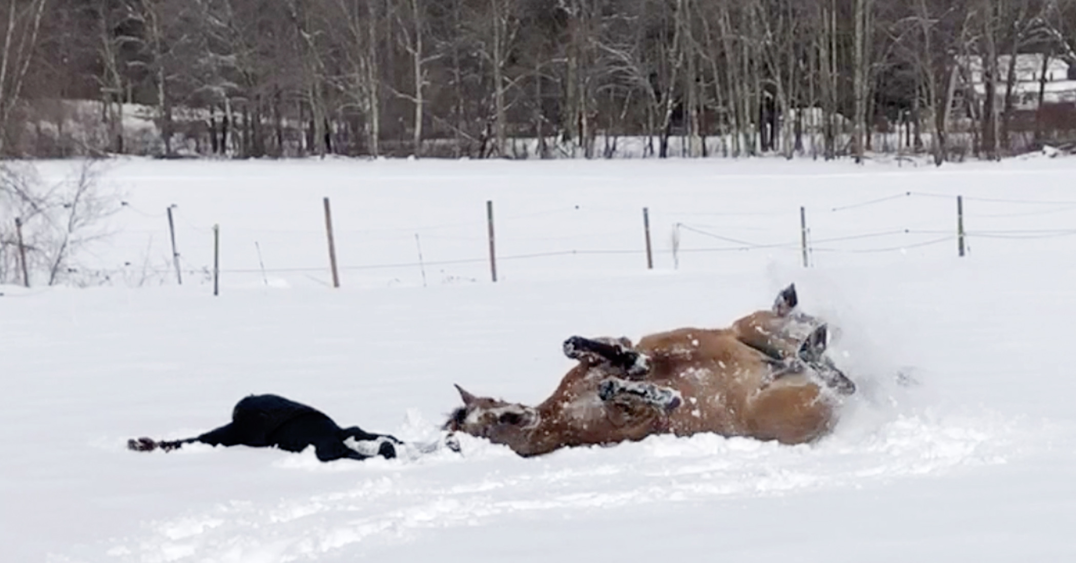 NextImg:Video: Horse makes snow angels with her owner ‘like we did as kids,’ and see how she enjoys it