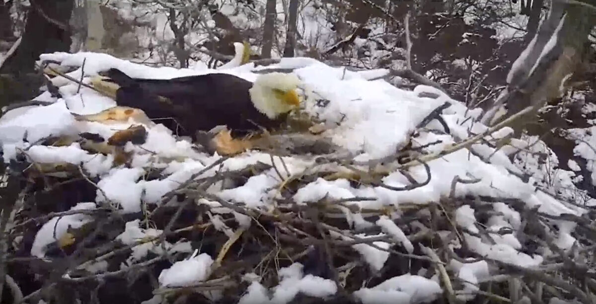 NextImg:EagleCam Shows Heavy Winds Blow Nest From Tree; Eaglet Dies