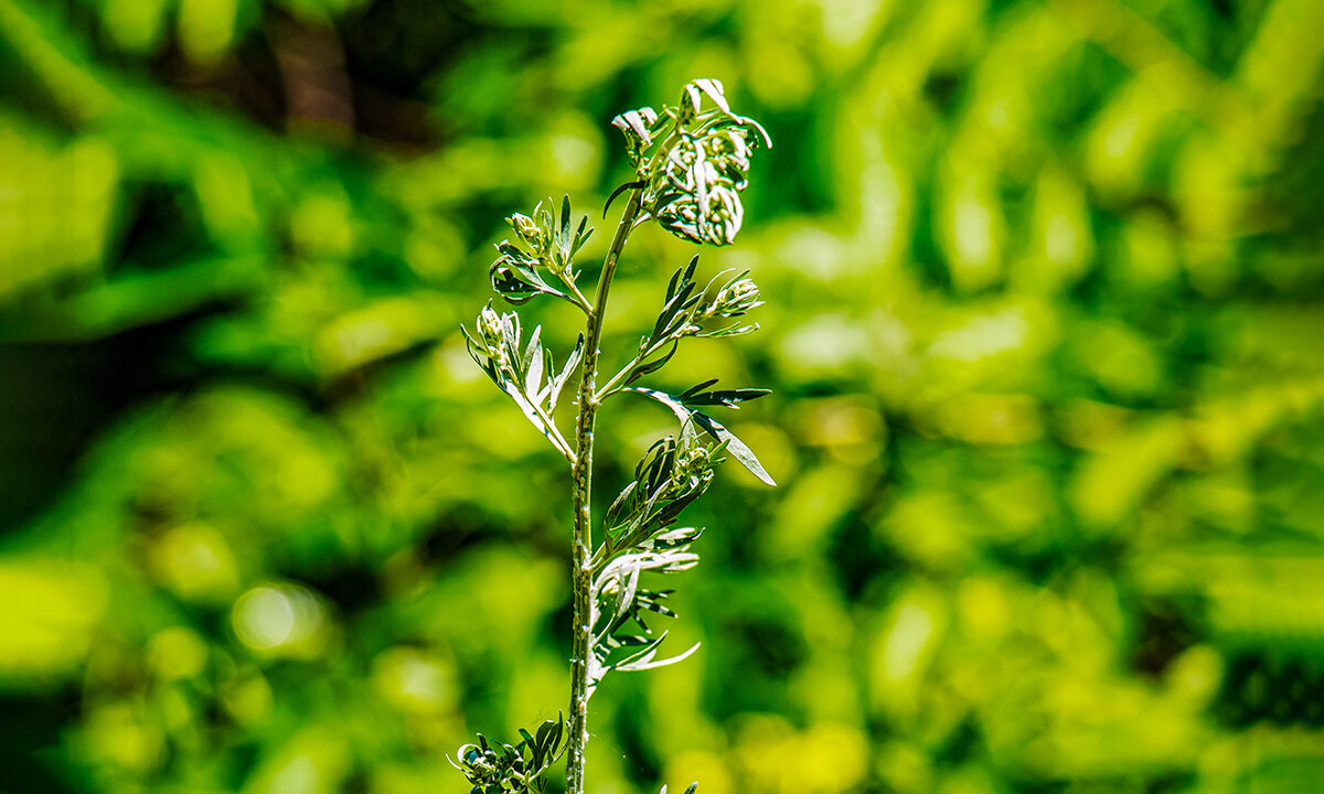 NextImg:The 'First Choice' Natural Alternative to Ivermectin: Expert