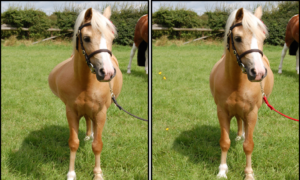 Spot the Difference Daily – Can You Find the 10 Differences?