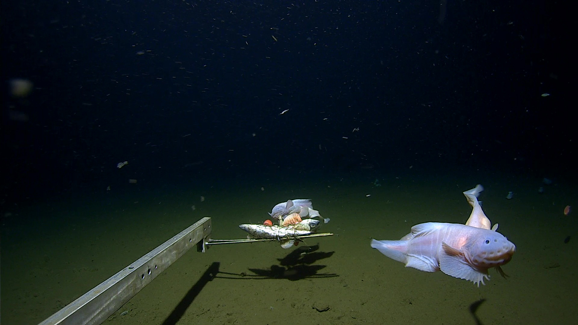 World’s Deepest Fish Discovered Over 27,000 Feet Below Sea Level, See ...