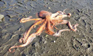 Concerned Family Helps Rescue Giant Pacific Octopus Stranded at Low Tide in State Park