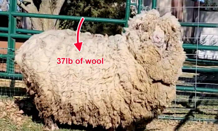 Sheep Not Sheared in 6 Years Loses 37 Pounds of Wool—And She Can't Stop Smiling, Hopping Around