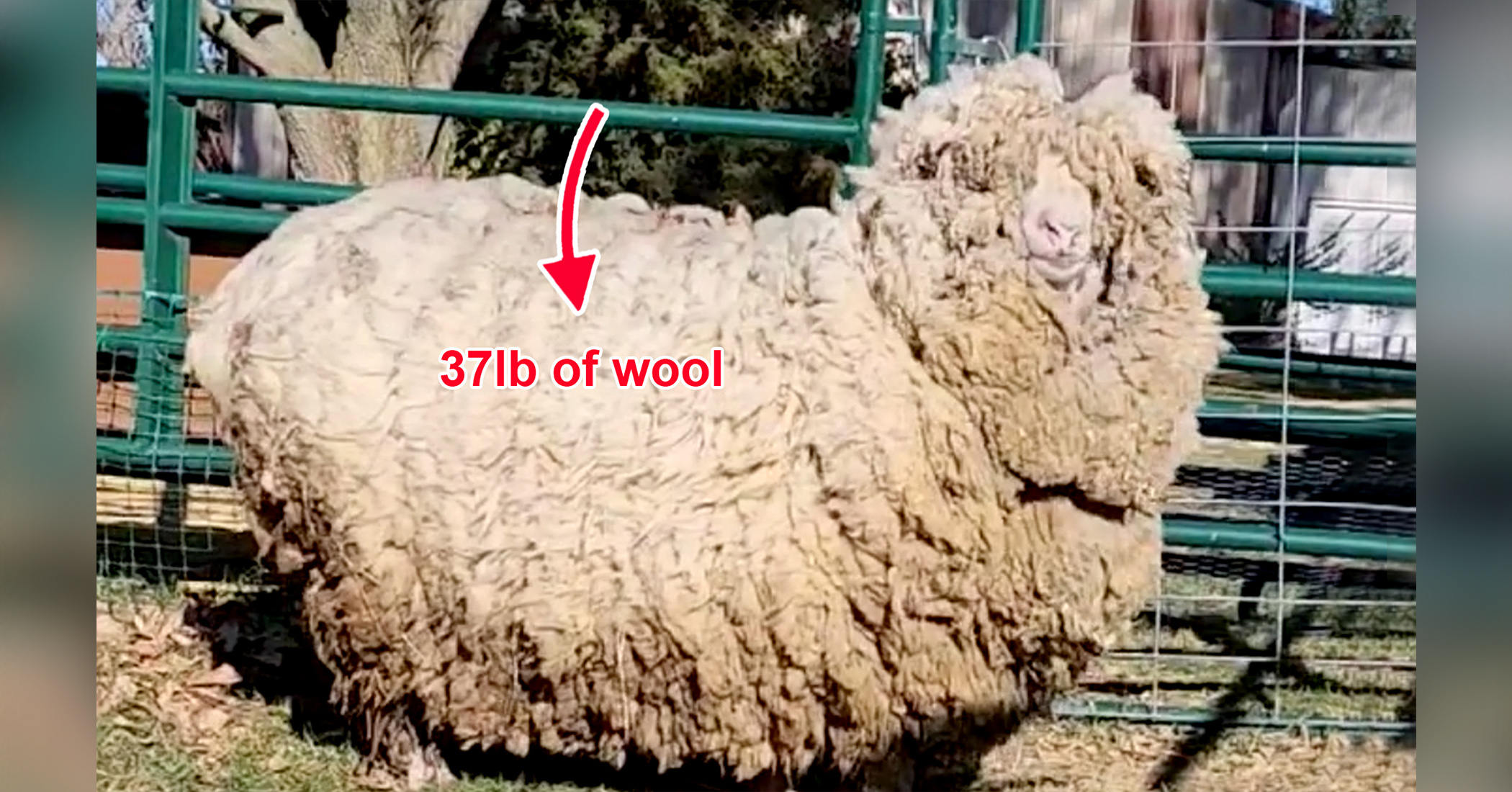 Из 8 кг шерсти. Овца. Овца без шерсти. Отросель шерсти овец.