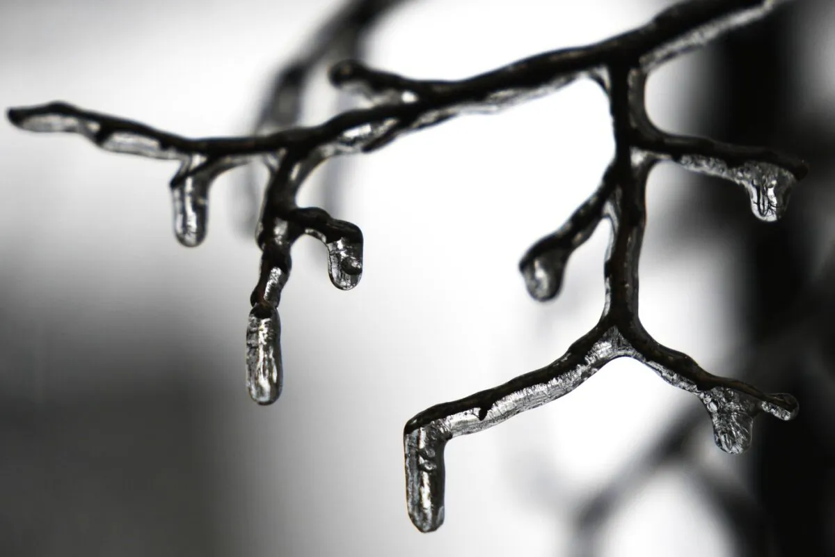 Ice covers a tree in Chicago, Ill., on Feb. 22, 2023. (The Associated Press/Nam Y. Huh)