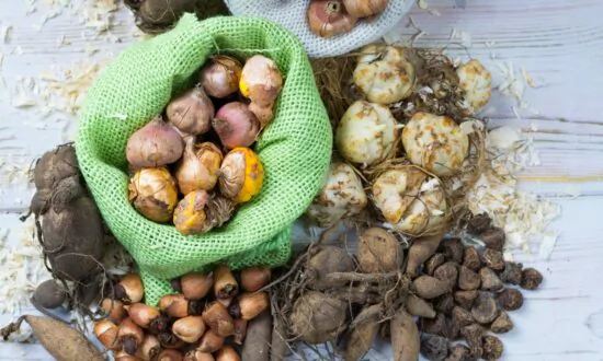 Dormant Mail-Order Plants and Bulbs