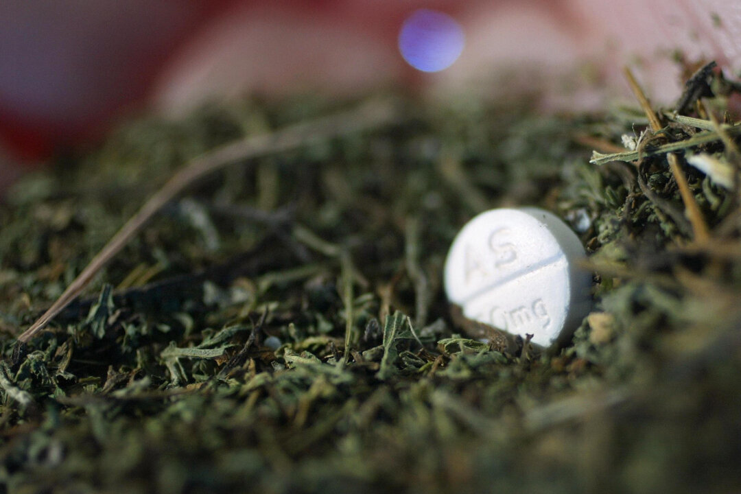 A sample of unprocessed sweet wormwood. (Frederic J. Brown/AFP via Getty Images)