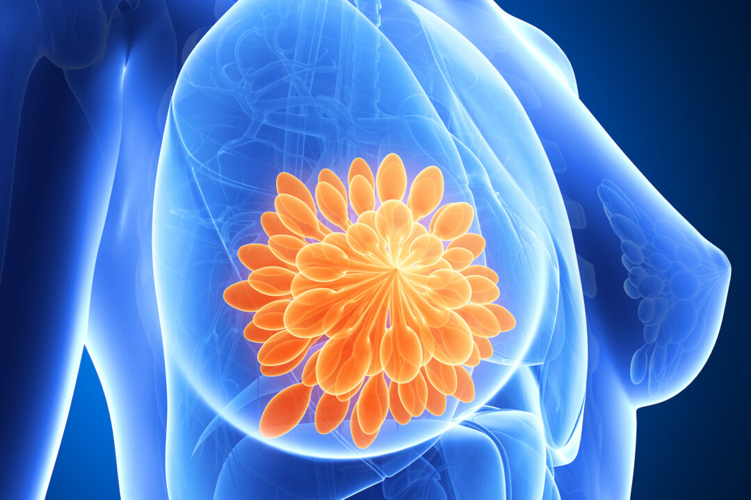 3d rendered illustration - mammary glands