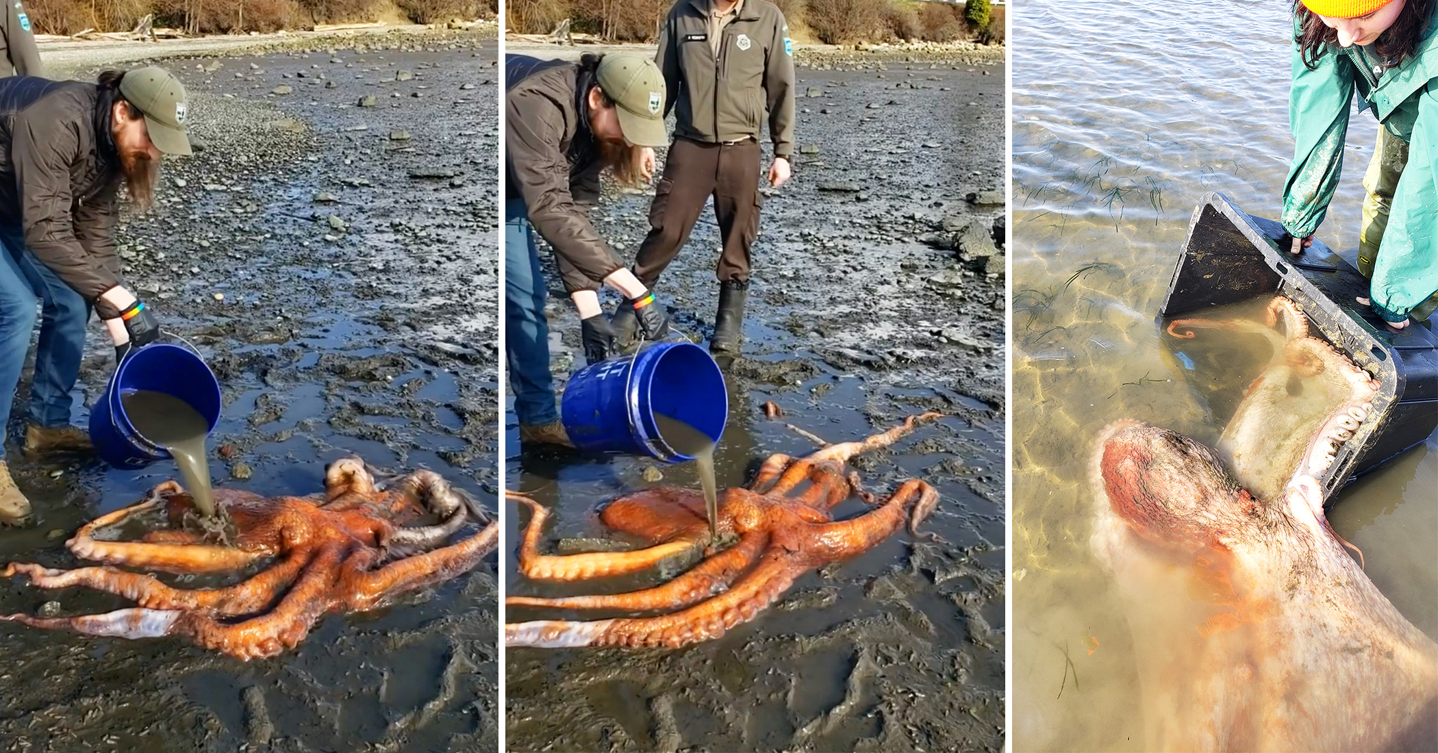 NextImg:Concerned family helps rescue giant Pacific octopus stranded at low tide in state park