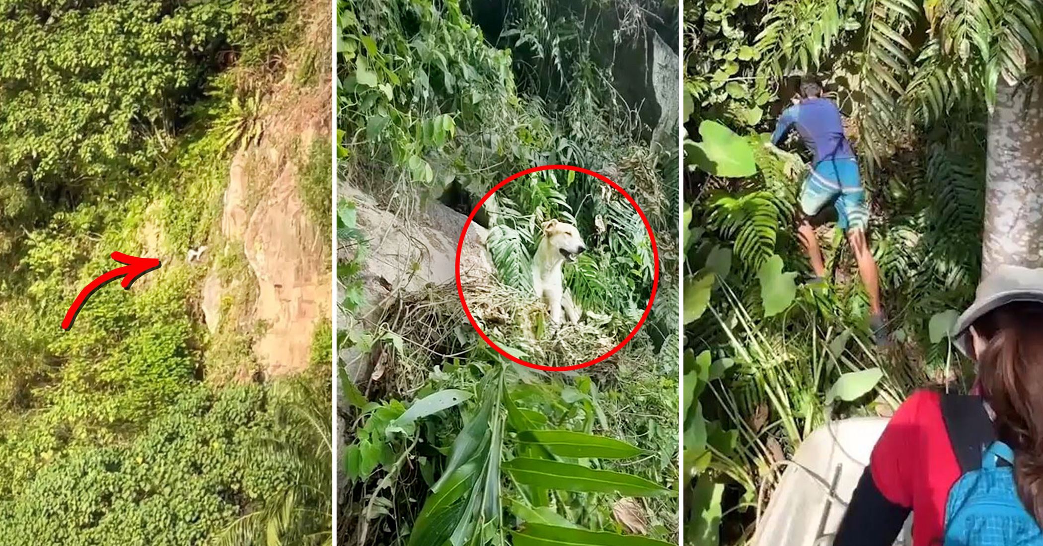 NextImg:VIDEO: Locals hear dog stranded on cliff barking for help after 4 days—here's what they did next