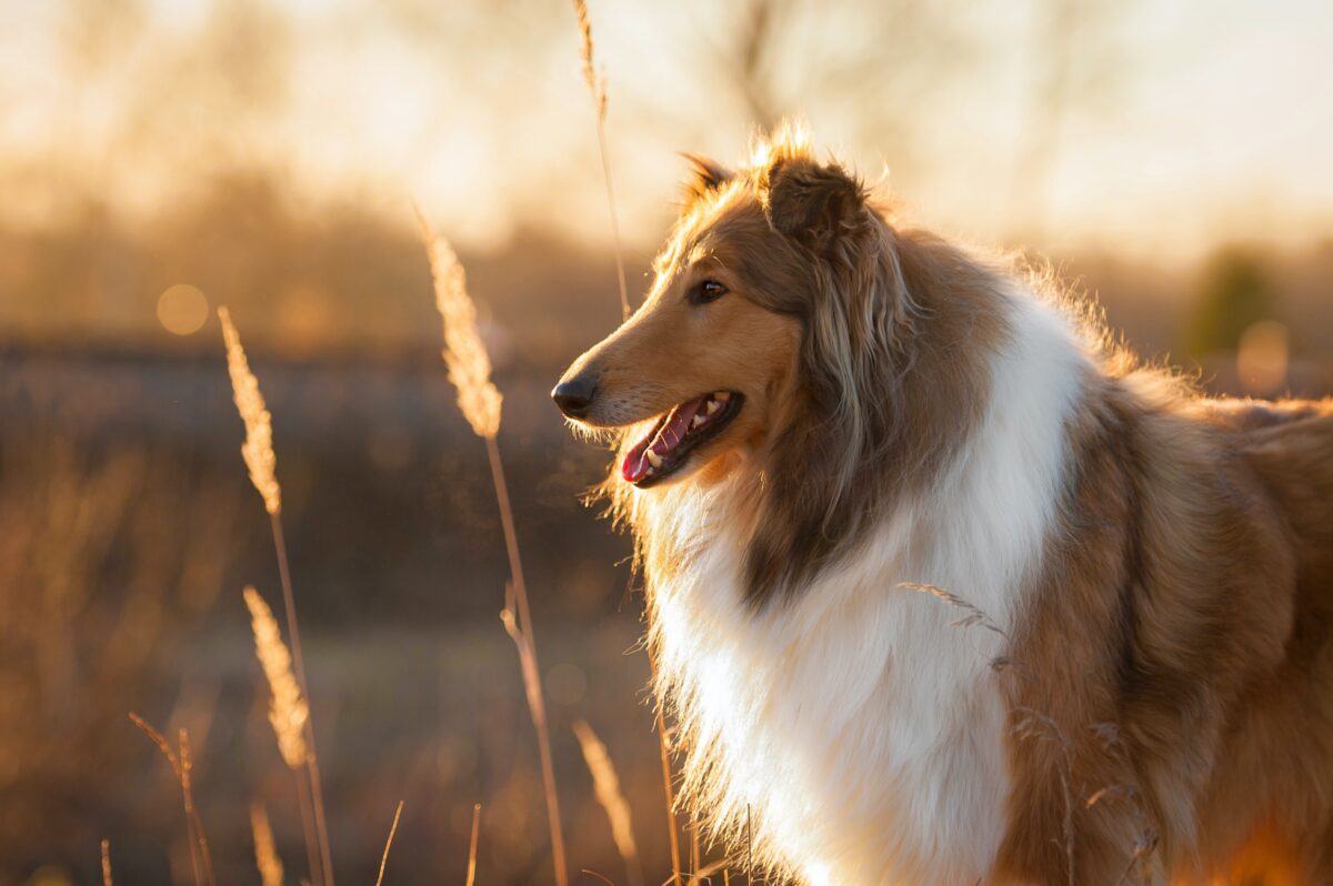 NextImg:Lyme Disease Is Infecting More Dogs and Spreading to New Areas