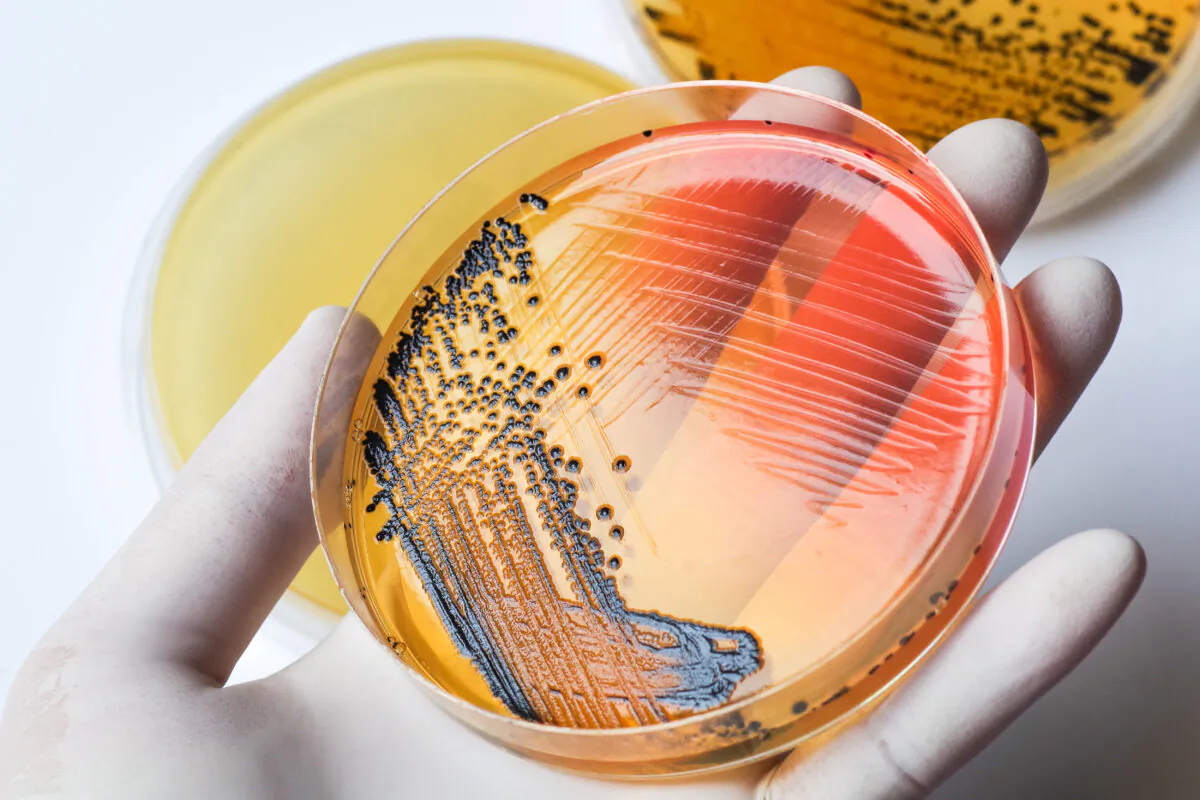 Salmonella is a Gram-negative bacteria that is one of the most common causes of foodborne illnesses in around the world. 