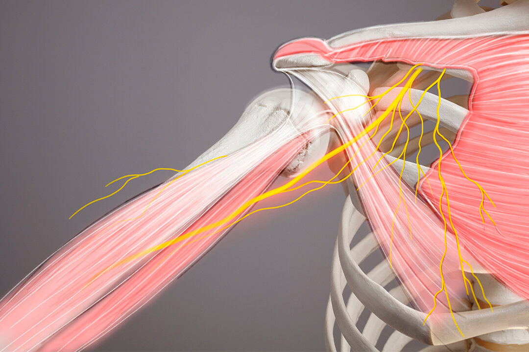 Shoulder muscles and nerves.(BigBlueStudio/Shutterstock)