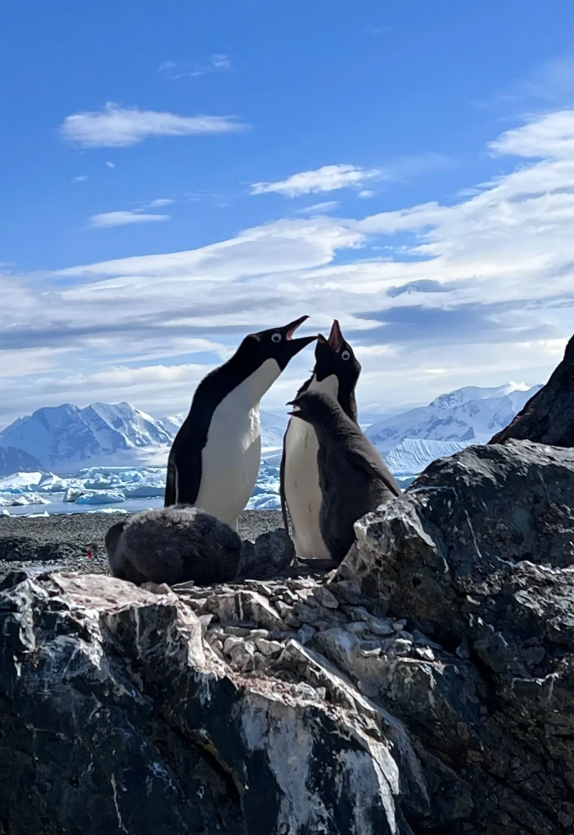 Travel to Antarctica and you'll be mesmerized by the towering snow-covered mountains, the ever-changing ice formations, smile-inducing penguin colonies and the opportunity to step where few have ventured before. (Lynn O’Rourke Hayes/TNS)