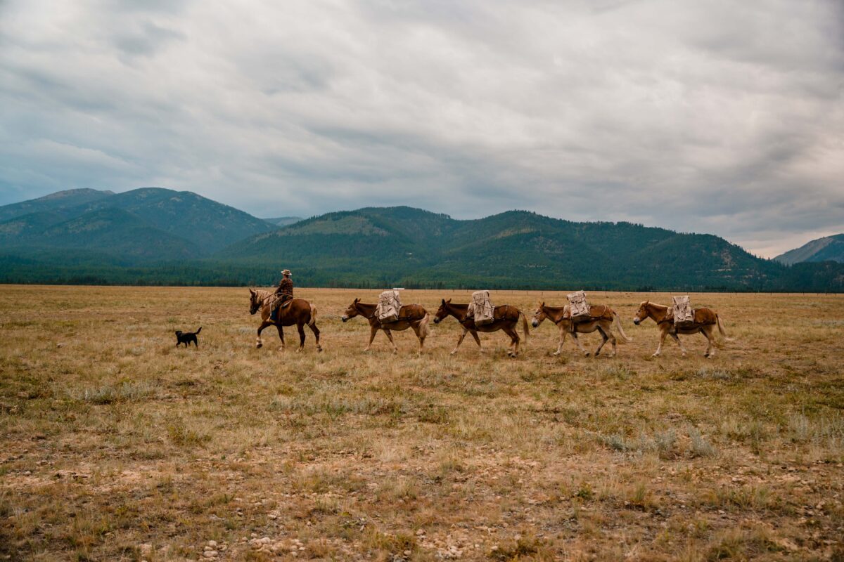 NextImg:Adventures in Mule Packing
