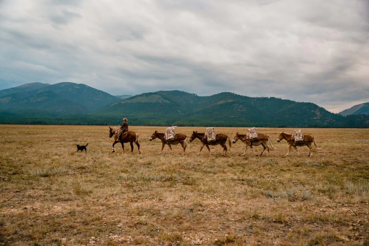 Mules are
intuitive animals that
can communicate
with their human
companions through
nonverbal cues, Eyer
said. (Natalie Rhea)
