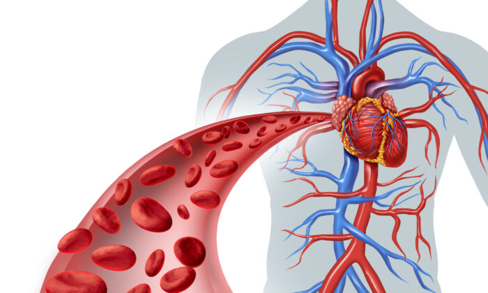 Nitric Oxide Loss: The Single Most Important Factor Affecting Cardiovascular Health