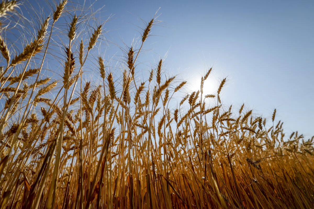 Wheat heads reach for the sun in a field near Cremona, Alberta, on Sept. 6, 2022. (Jeff McIntosh/The Canadian Press)