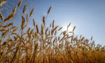 China’s Largest Food Processor Sued for Alleged Manipulation of Australian Wheat Prices