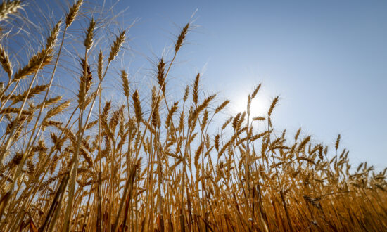 40 Percent of Farm Operators Retiring in Next 10 Years Will Worsen Labour Shortage Crisis: Report