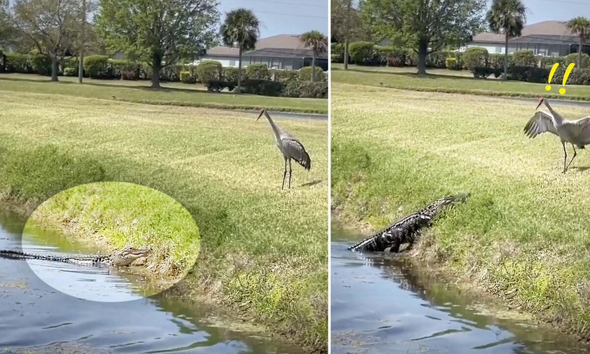 NextImg:VIDEO: Bird Humiliates 8-foot Florida Alligator After Tense Standoff, Sends It Scurrying Back to Pond