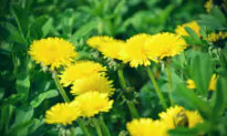 The Dandelion as a Symbol of Hope: O. Henry’s Short Story ‘Springtime a la Carte’
