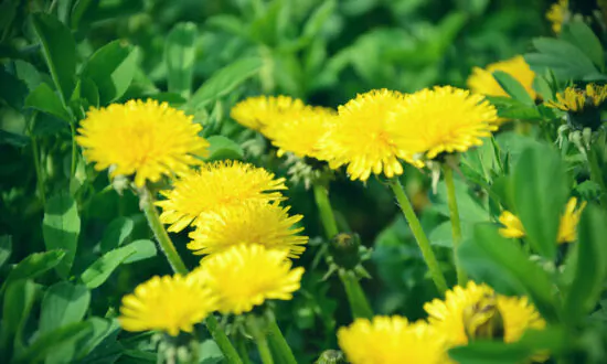 The Dandelion as a Symbol of Hope: O. Henry’s Short Story ‘Springtime a la Carte’