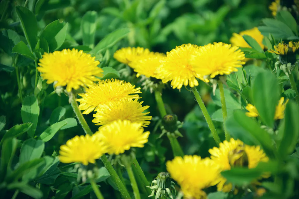 O. Henry's story shows how dandelions give us hope in spring. (Lucas Beno/Shutterstock)