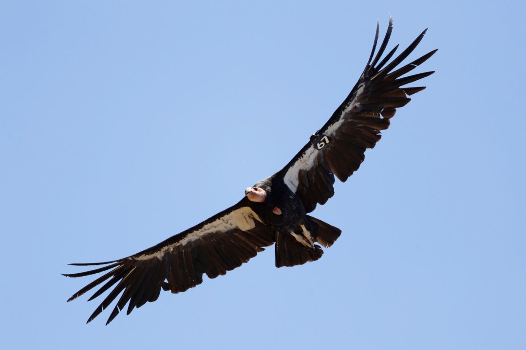 A California condor takes flight in the Ventana Wilderness east of Big Sur, Calif., in this June 21, 2017 file photo. (Marcio Jose Sanchez/AP Photo)