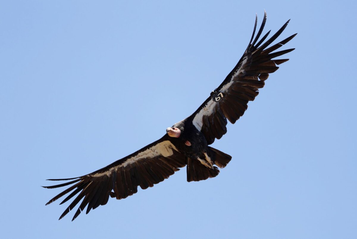 NextImg:Avian Flu Kills 3 California Condors in Northern Arizona