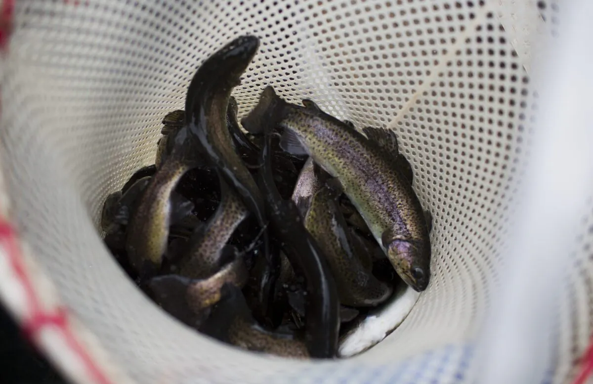 Rainbow trout caught in a net struggle at the Albert Powell State Fish Hatchery in Hagerstown, Maryland on April 15, 2015. (Andrew Caballero-Reynolds/AFP via Getty Images)
