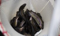 Whirling Disease Detected at New Mexico Fish Hatchery