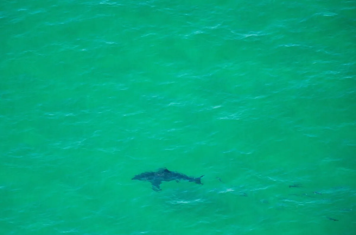 A Great White Shark in a file photo. (Joseph Prezioso/AFP via Getty Images)
