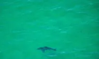 Man, 58, Attacked by Shark While Surfing Off Honolulu