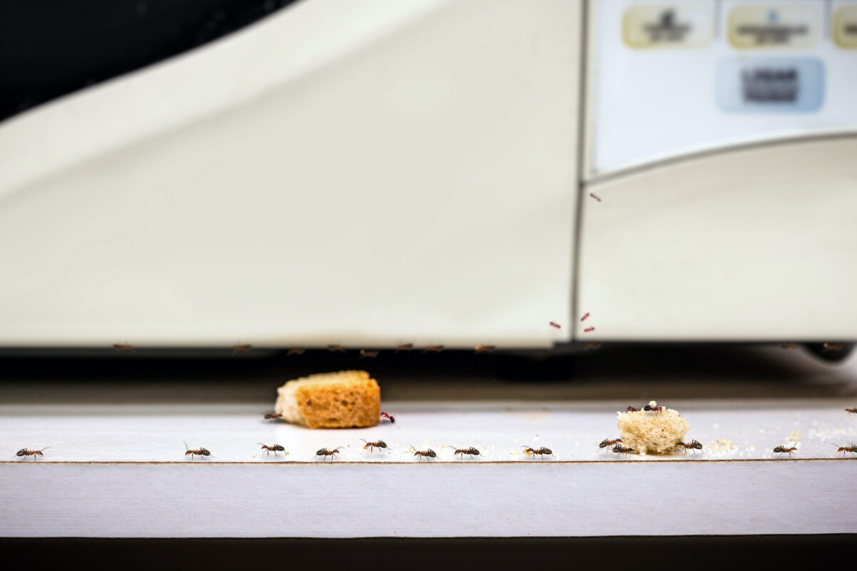 NextImg:What Should I Do to Stop Pests?