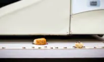 What Should I Do to Stop Pests?