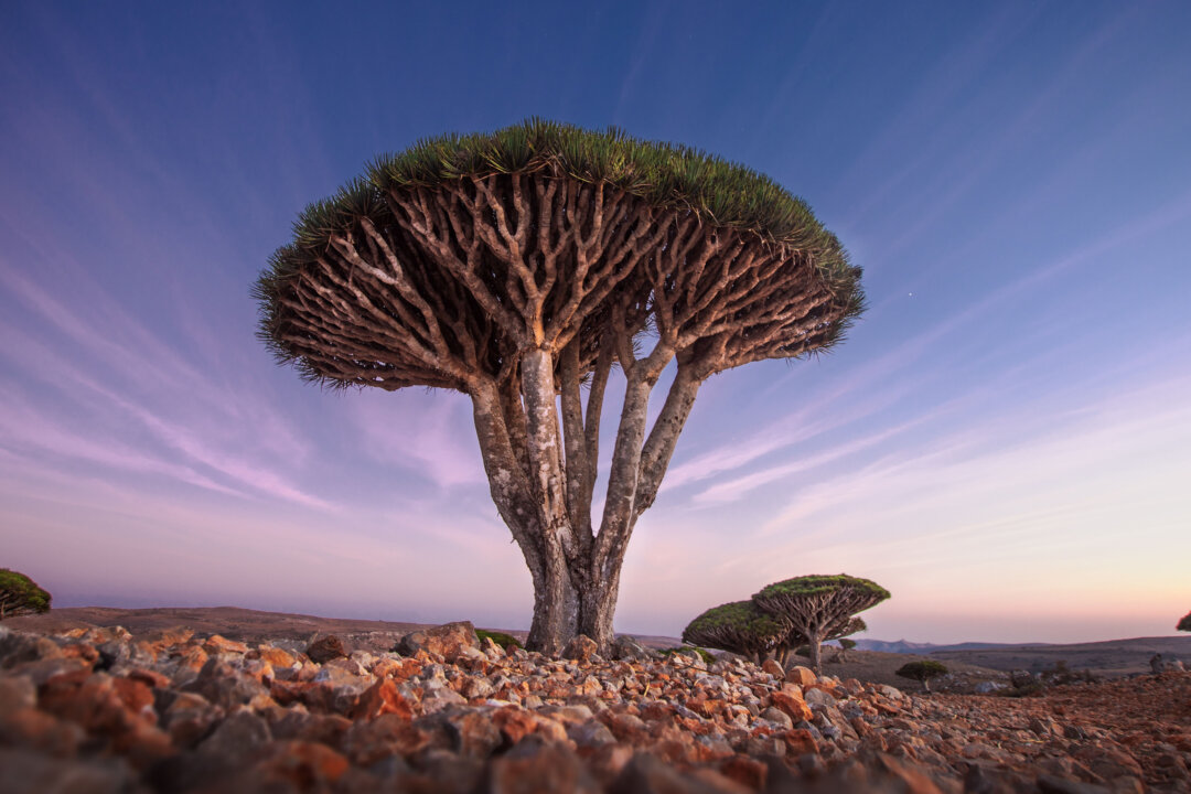 (Michail_Vorobyev/Shutterstock)