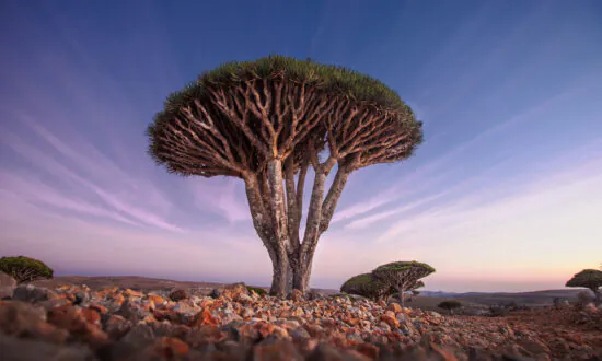 Dragon’s Blood: One of the Most Potent Sources of Antioxidants on the Planet